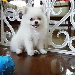 cute-pomeranian-puppy-behind-gate